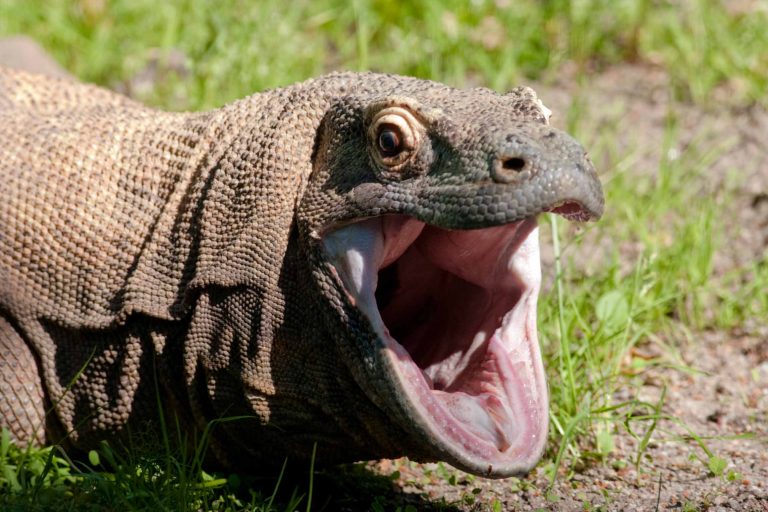 Fam Tripers Thailand Terkagum Habis Cerita ‘Dinosaurus’ Asli Indonesia