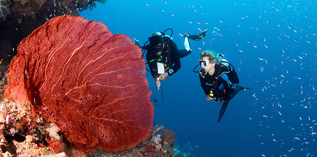 Menpar Arief Yahya: Bawah Laut Kita Langganan Juara Dunia
