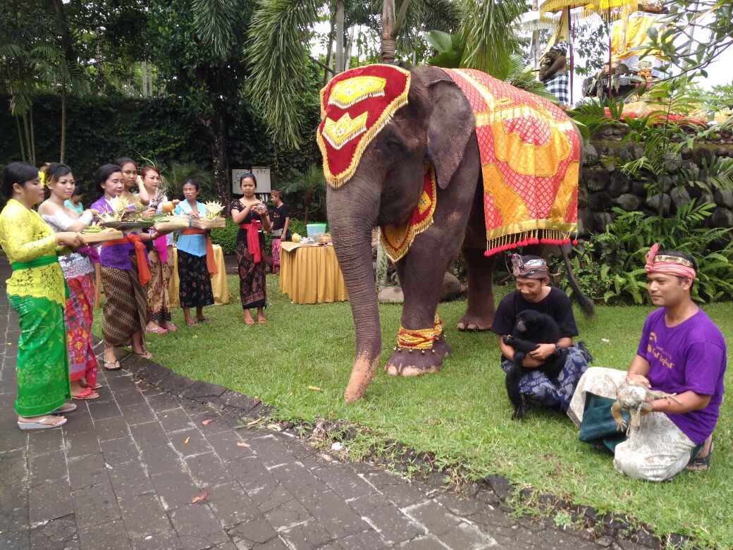 Unik, Gajah dan Orangutan Ikuti Upacara “Tumpek Kandang” di Bali Zoo