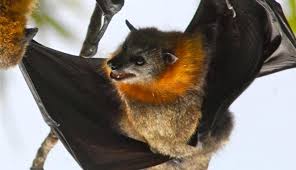 Virus Nipah yang Ditularkan oleh Kelelawar Tewaskan 10 Orang di India