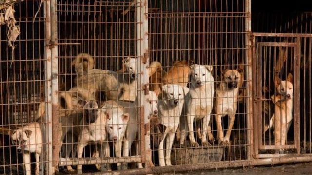 Pengadilan Korsel Larang Konsumsi Daging Anjing