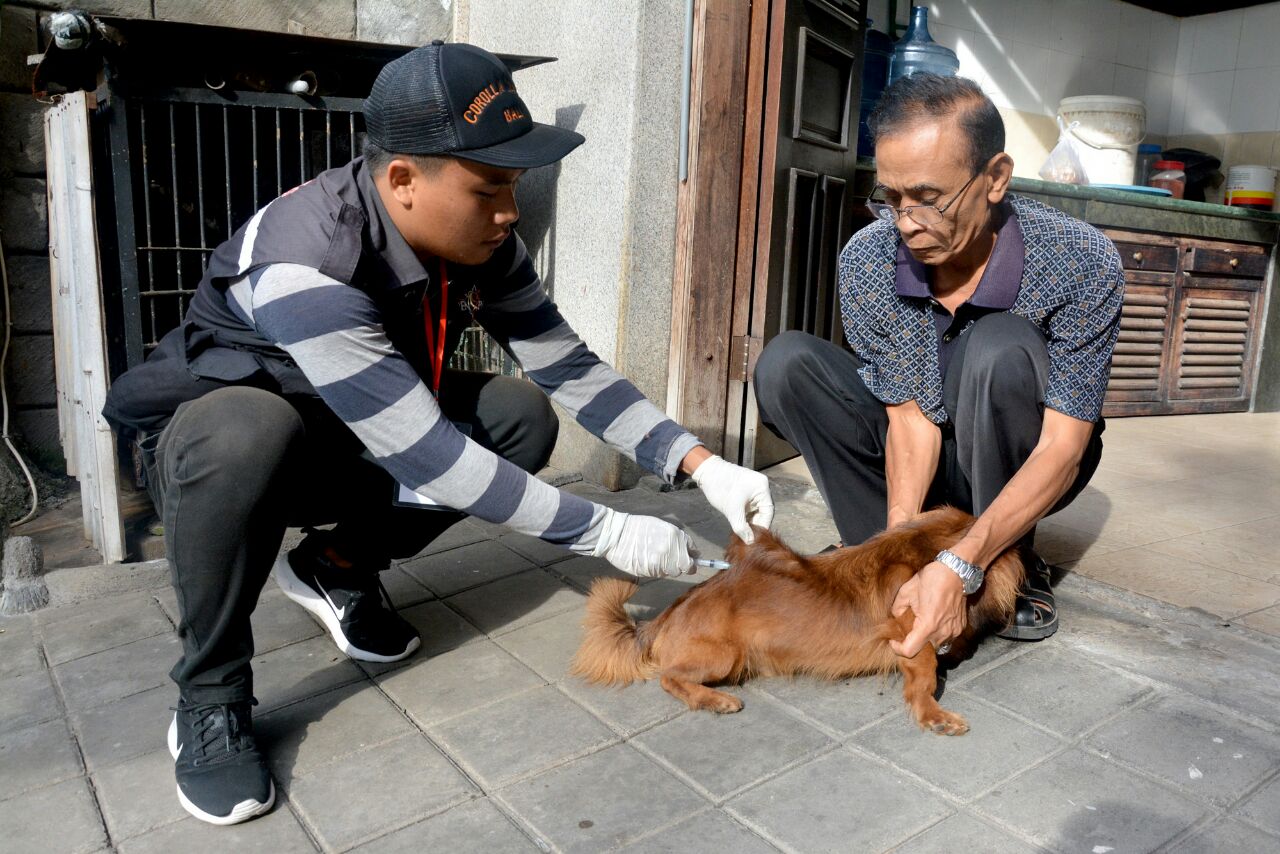 Cegah Penularan Rabies, Pemkot Denpasar Vaksin 1800 Anjing