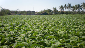 Kampanye Anti Rokok Bikin Omset Petani Tembakau dan Cengkeh Menurun