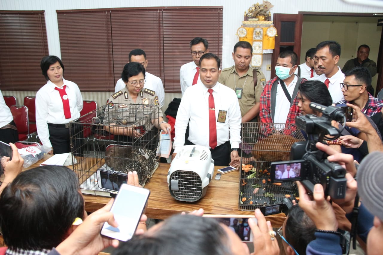 Polda Bali Dan BKSDA Amankan Pemilik Lima Ekor Satwa Langka
