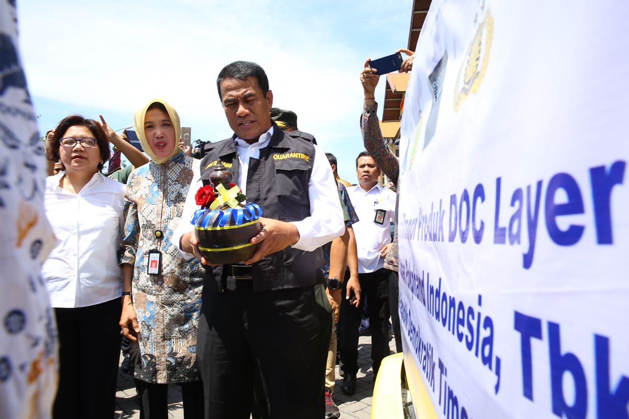 Timor Leste Kebanjiran Import Ayam Dari Indonesia