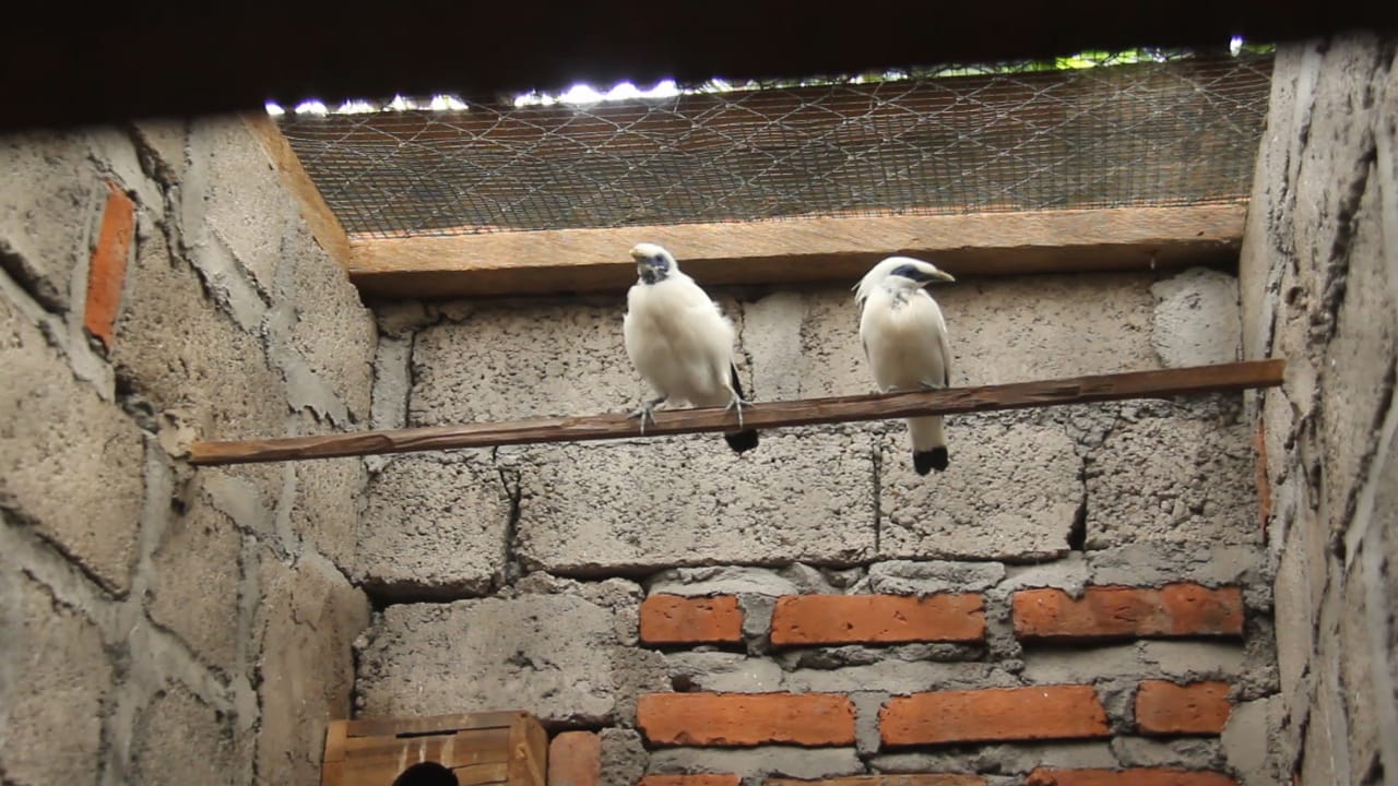 Penangkar Jalak Bali Minta BKSDA Turunkan Izin Edar