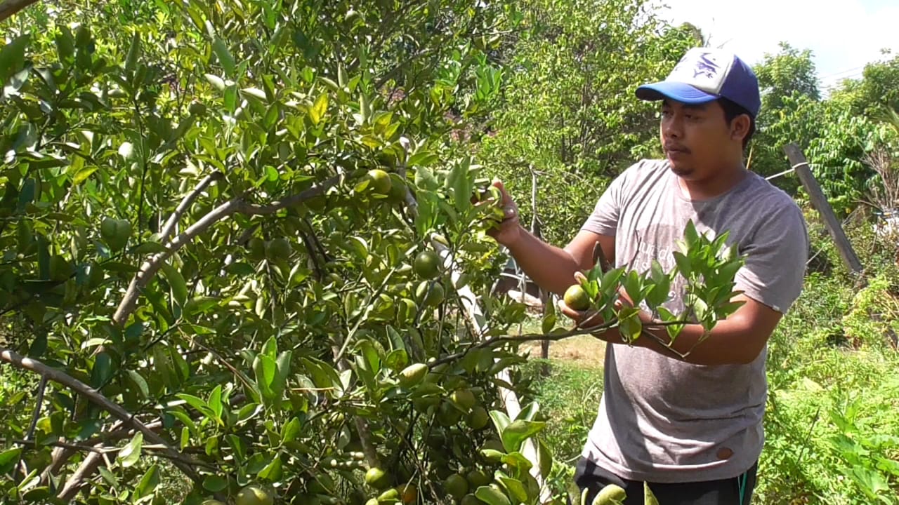 Jeruk Nano-Nano Khas Buleleng Mulai Menggeliat