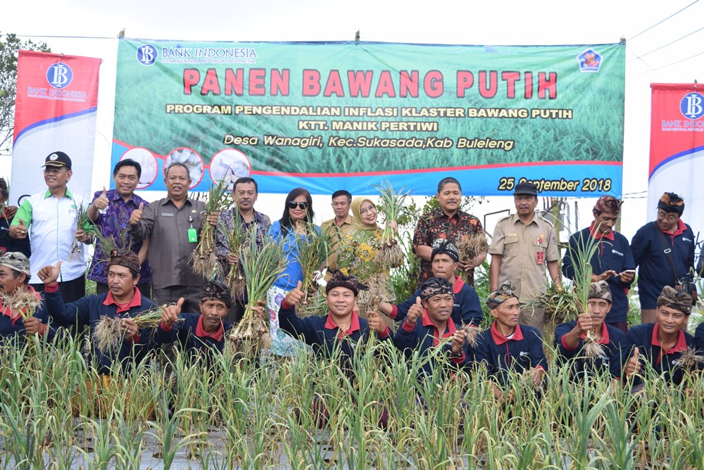 Buleleng Kembali Panen Bawang Putih Setelah Sempat Menghilang