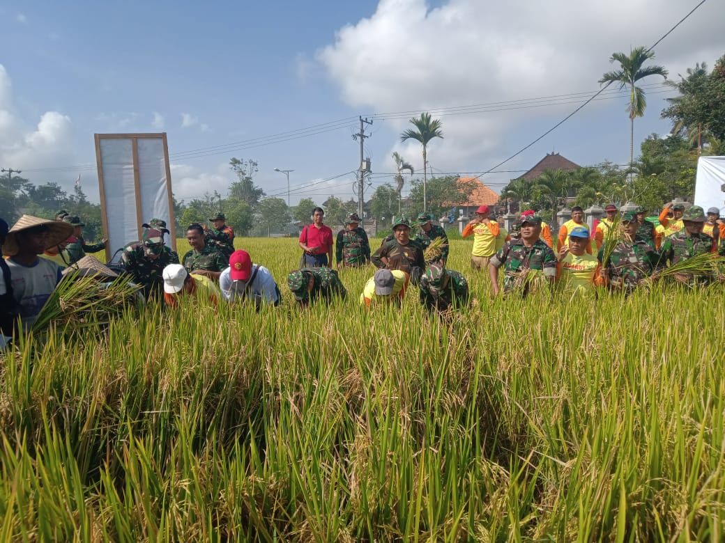 Bersinergi Menuju Swasembada Pangan, Dinas Pertanian Dan Kodim Gianyar Panen Padi Perdana