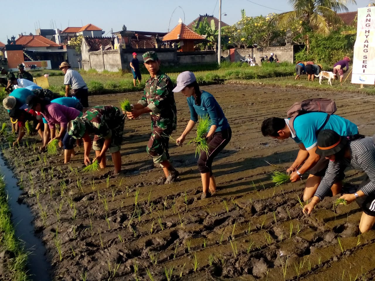 Kodim Gianyar Tanam Padi Bersama Subak Uma Desa Batubulan Kangin