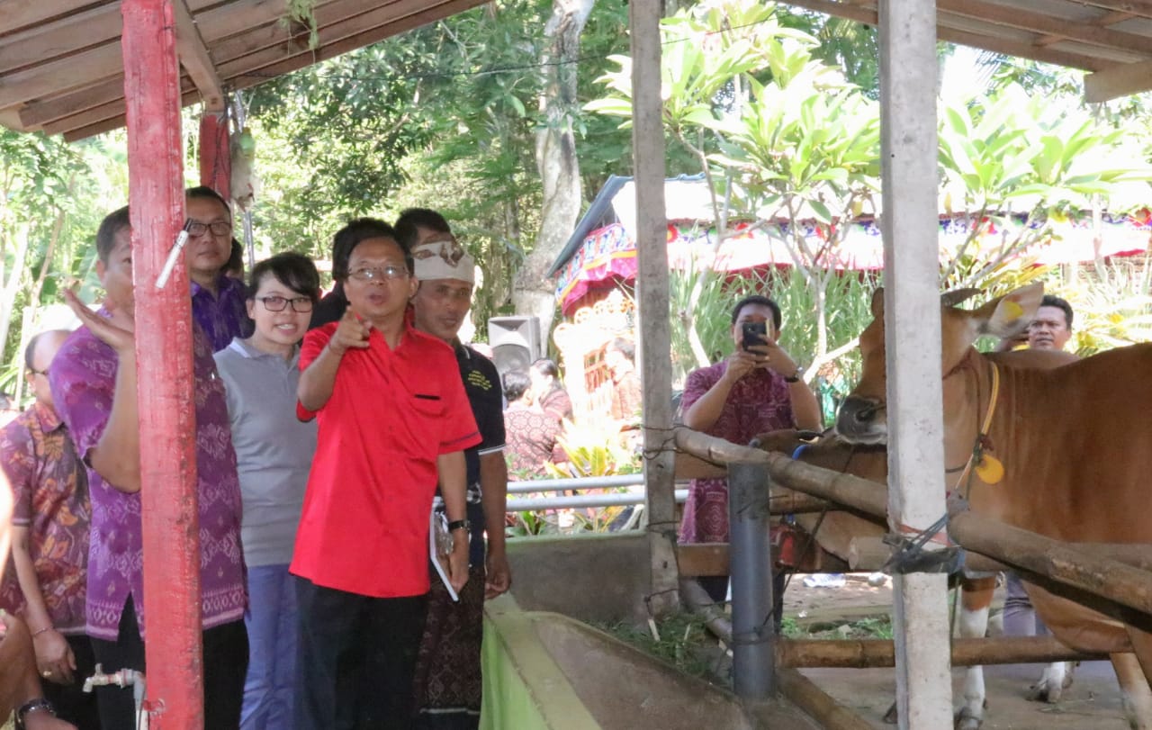 Gubernur Bali Akan Menggelar Kontes Sapi Bali