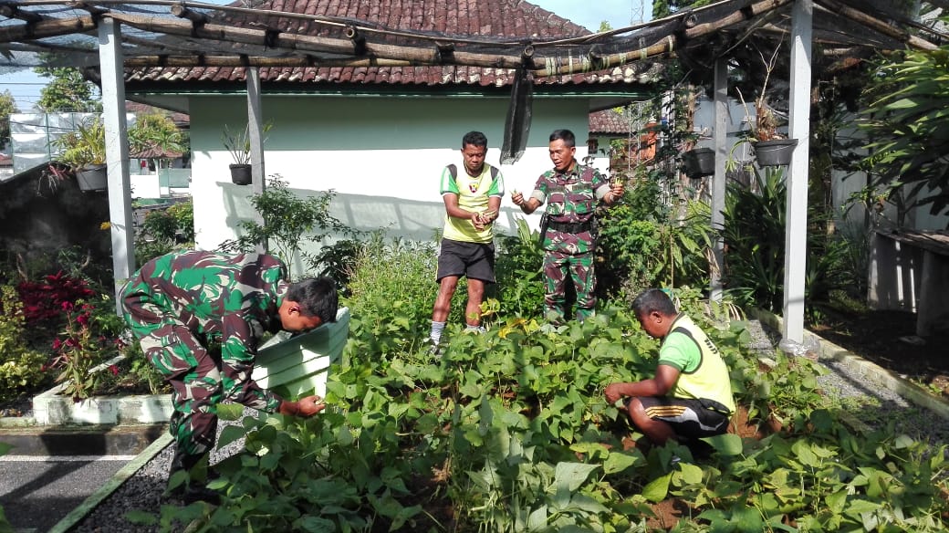 Kodim Bangli Panen Kacang Buncis
