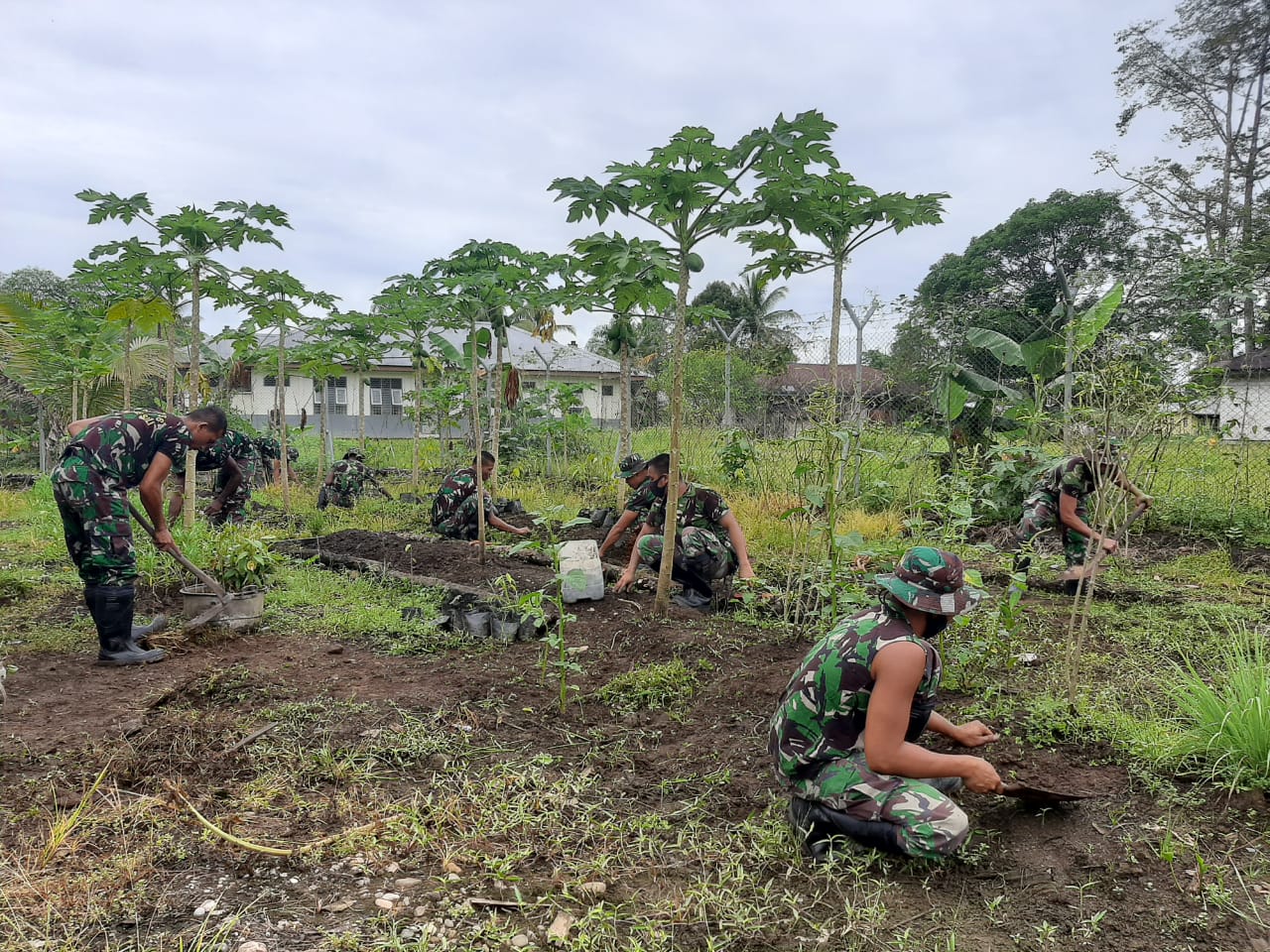 Satgas Pamrahwan Yonif 756/WMS Manfaatkan Lahan Kosong disekitar Pos Untuk Berkebun