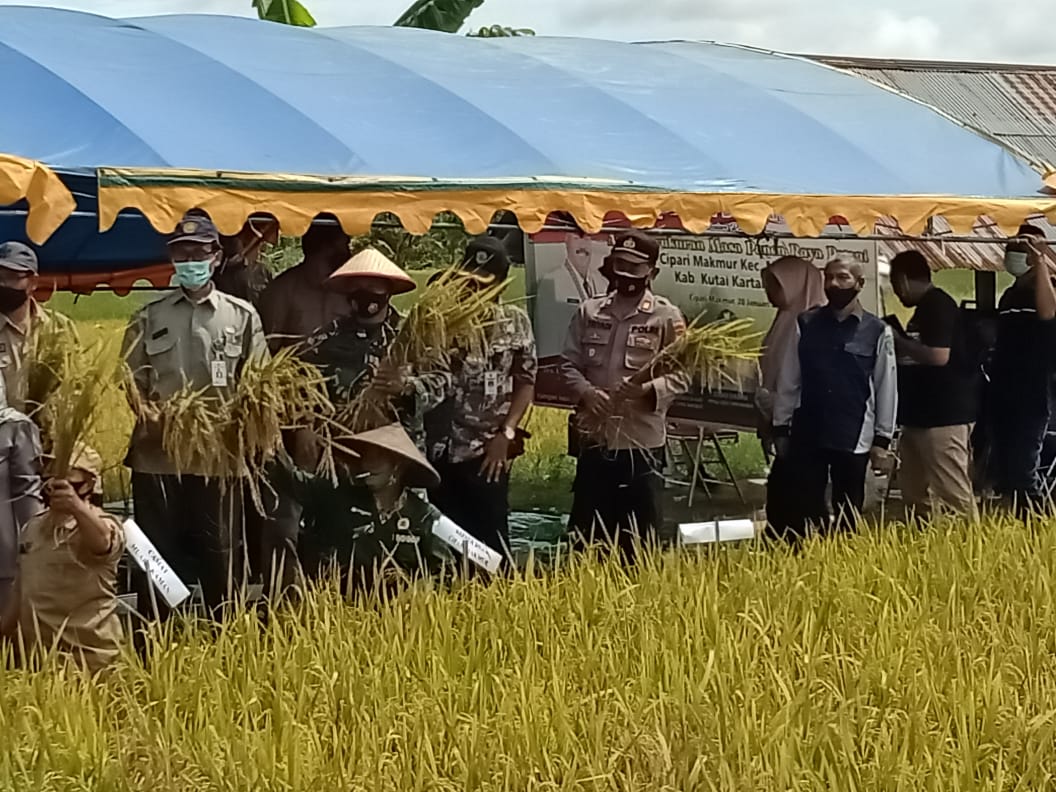 Wujudkan Ketahanan Pangan Wilayah, Danramil Muara Kaman Pimpin Syukuran dan Panen Raya