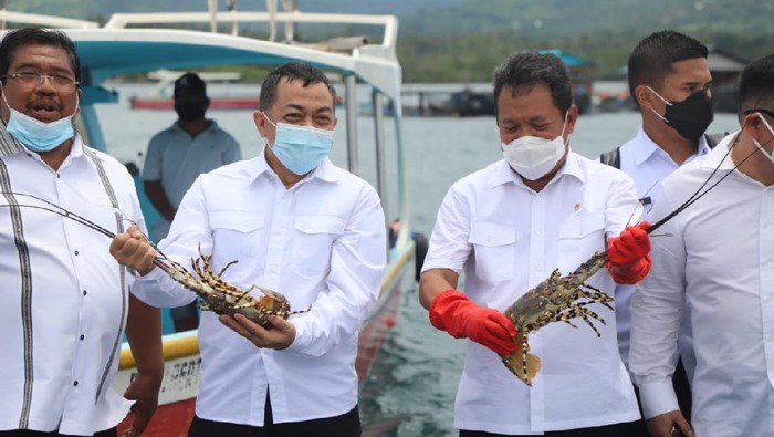 Menteri Kelautan dan Perikanan Tabur Benih Lobster di Sumberkima Bali