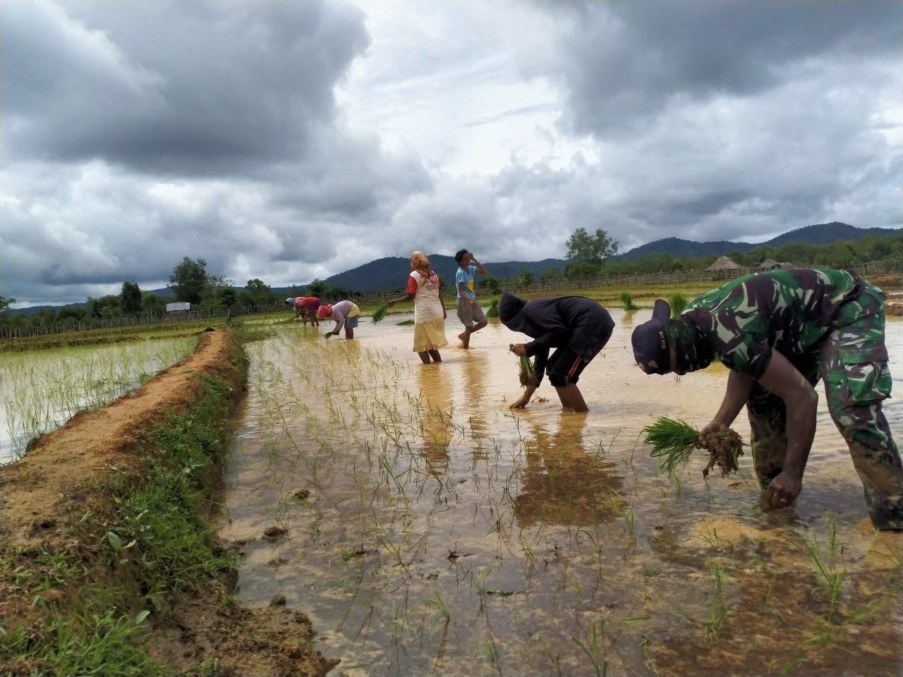 Musim Penghujan, Satgas Yonif RK 744/SYB Pos Asulait Bantu Warga Tanam Padi