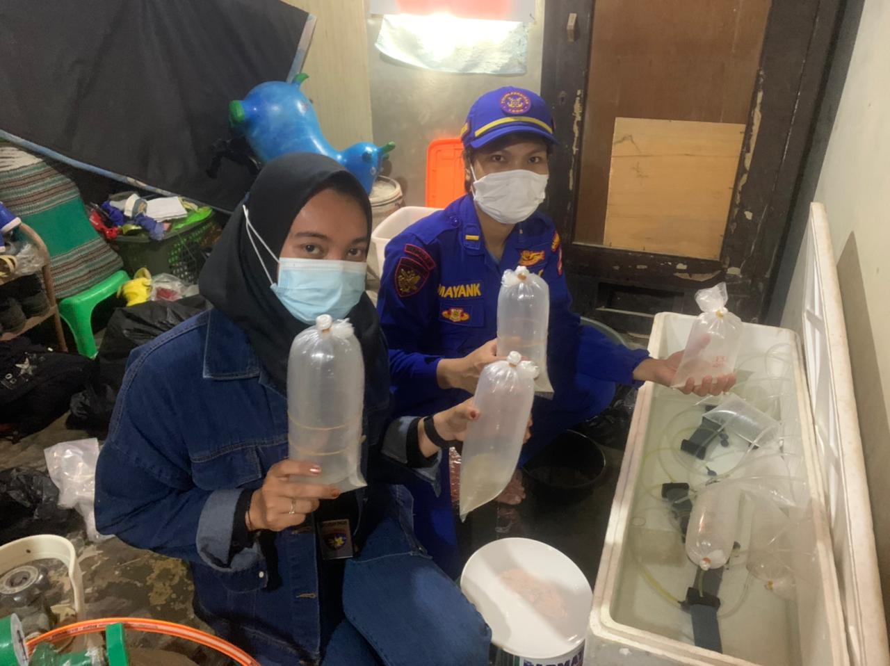 Anggota KP Sanjaya-7017 Gagalkan Penyelundupan 3800 Ekor Baby Lobster di Binuangan Banten