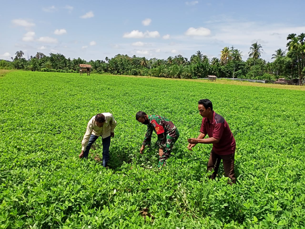 Babinsa Pancer Komsos dengan Petani Kacang Tanah