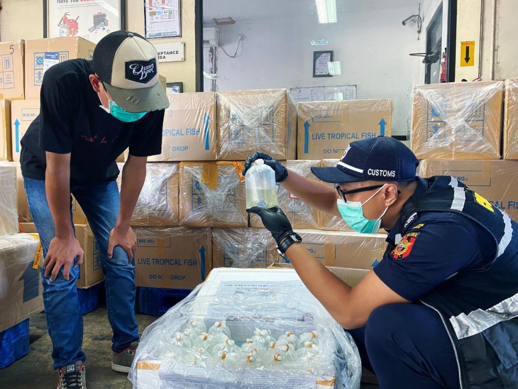 Ekspor Produk Kelautan Meningkat, Bea Cukai Ngurah Rai Perkuat Penataan NLE