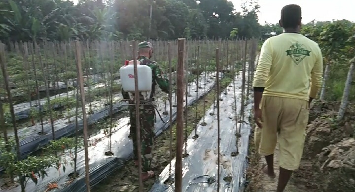 Babinsa Koramil 02/Woyla Bantu Petani Perawatan Tanaman Cabe