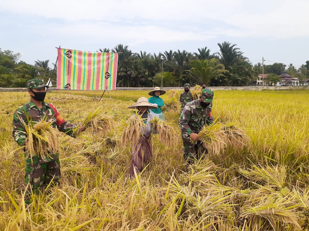 Danramil 09/Samatiga Ajak Anggota Bantu Petani Panen Padi