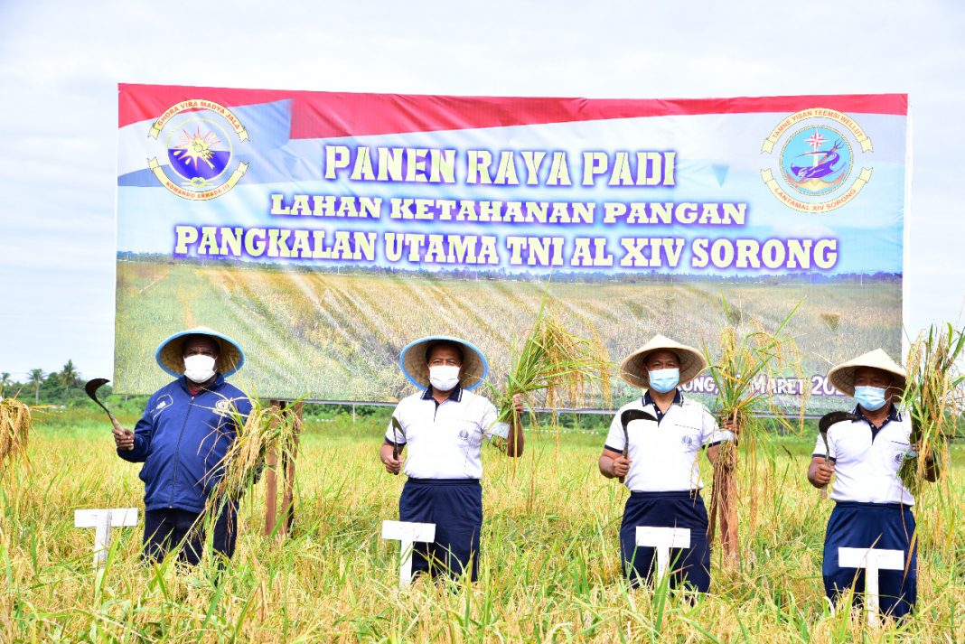 Panen Raya Padi di Sorong, TNI AL Dukung Ketahanan Pangan Saat Pandemi Covid-19