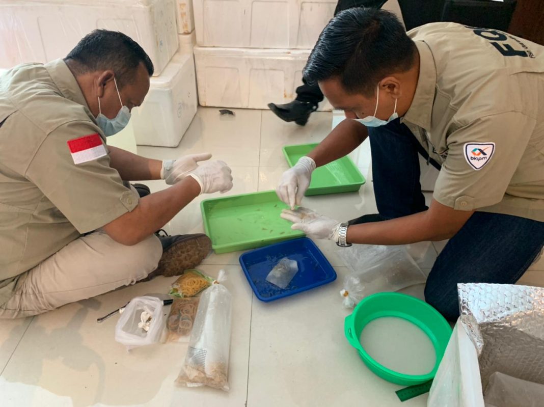 Lanal Palembang Gagalkan Penyelundupan Puluhan Ribu Benur Senilai Miliaran Rupiah