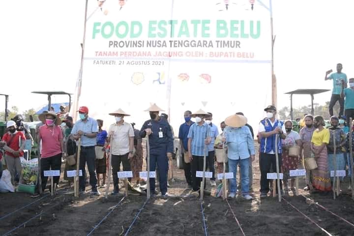 Dirjen Kementan Tanam Jagung Perdana di Lokasi Food Estate Kabupaten Belu