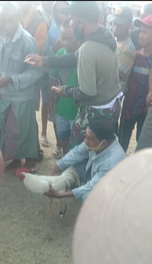 Kades Fulur di Belu Diduga Pimpin Bermain Judi Sabung Ayam