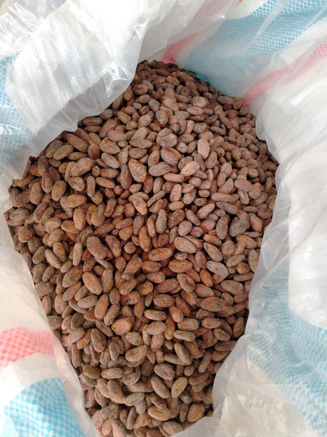 Kakao Jembrana Tembus Pasar Jepang