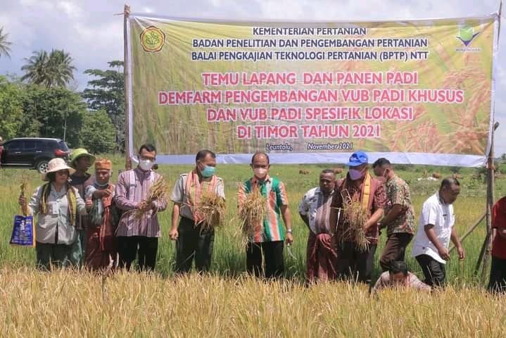 Wabup Belu Lakukan Panen Padi Hasil Demfarm Varietas Unggul Baru di Leuntolu