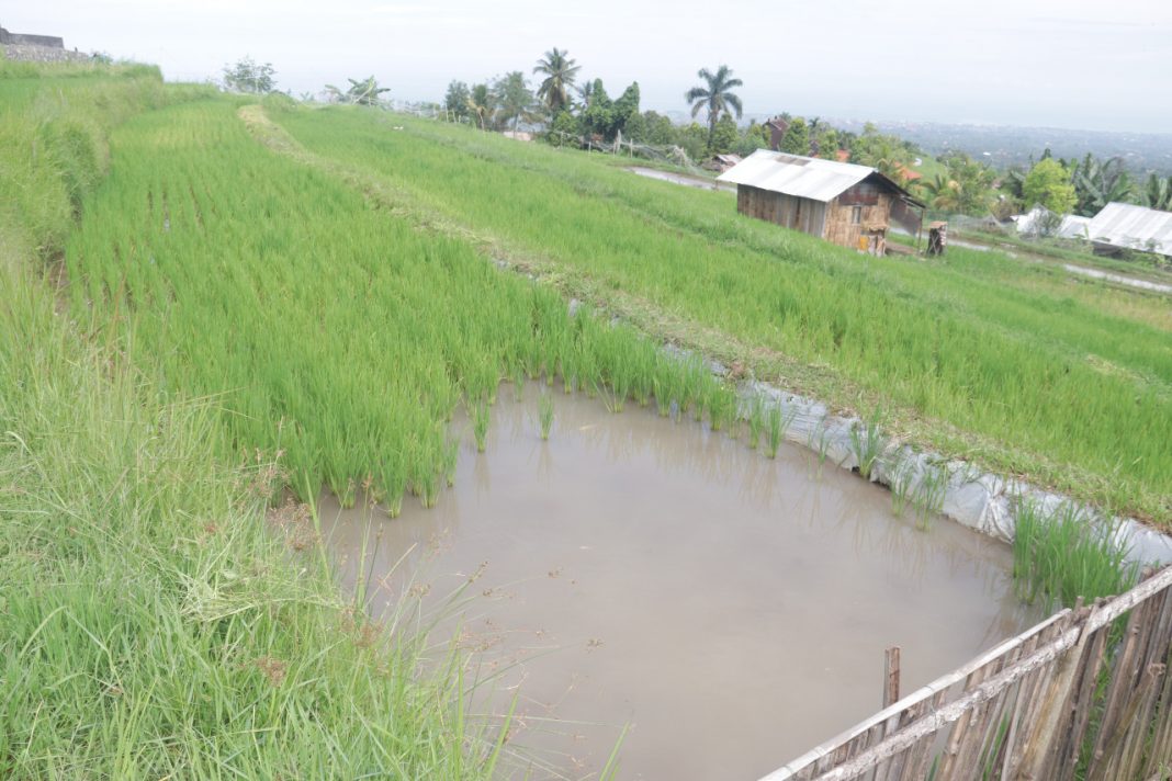 Dukung Pertanian Organik, DKPP Buleleng Gencarkan Mina Padi
