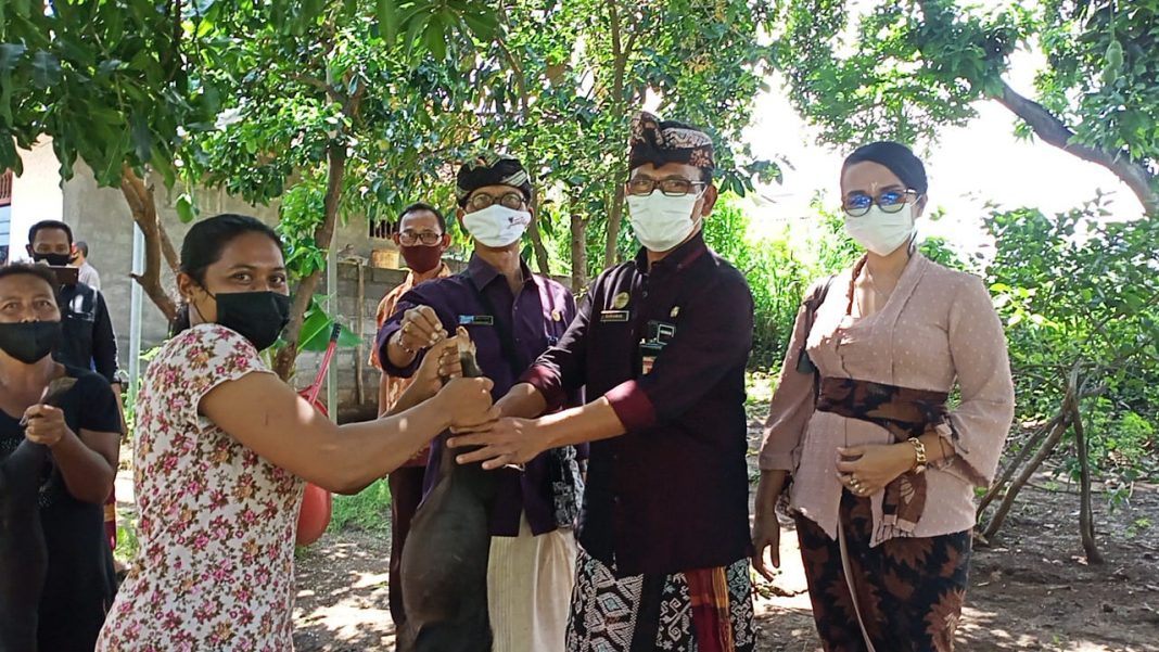 Dinsos Buleleng Serahkan 80 Bibit Babi KUBE