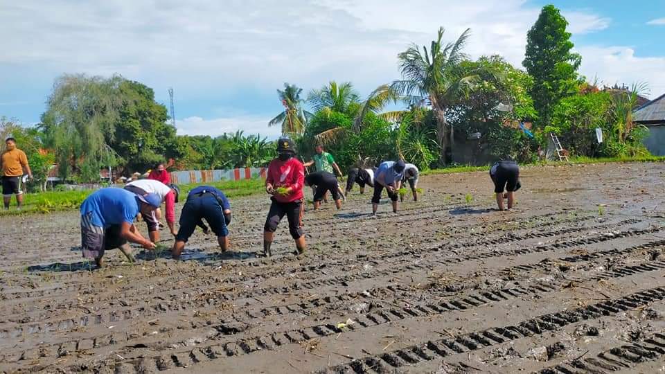 Distan Buleleng Lanjutkan Percobaan Penanaman Padi Merah Lokal Munduk M5