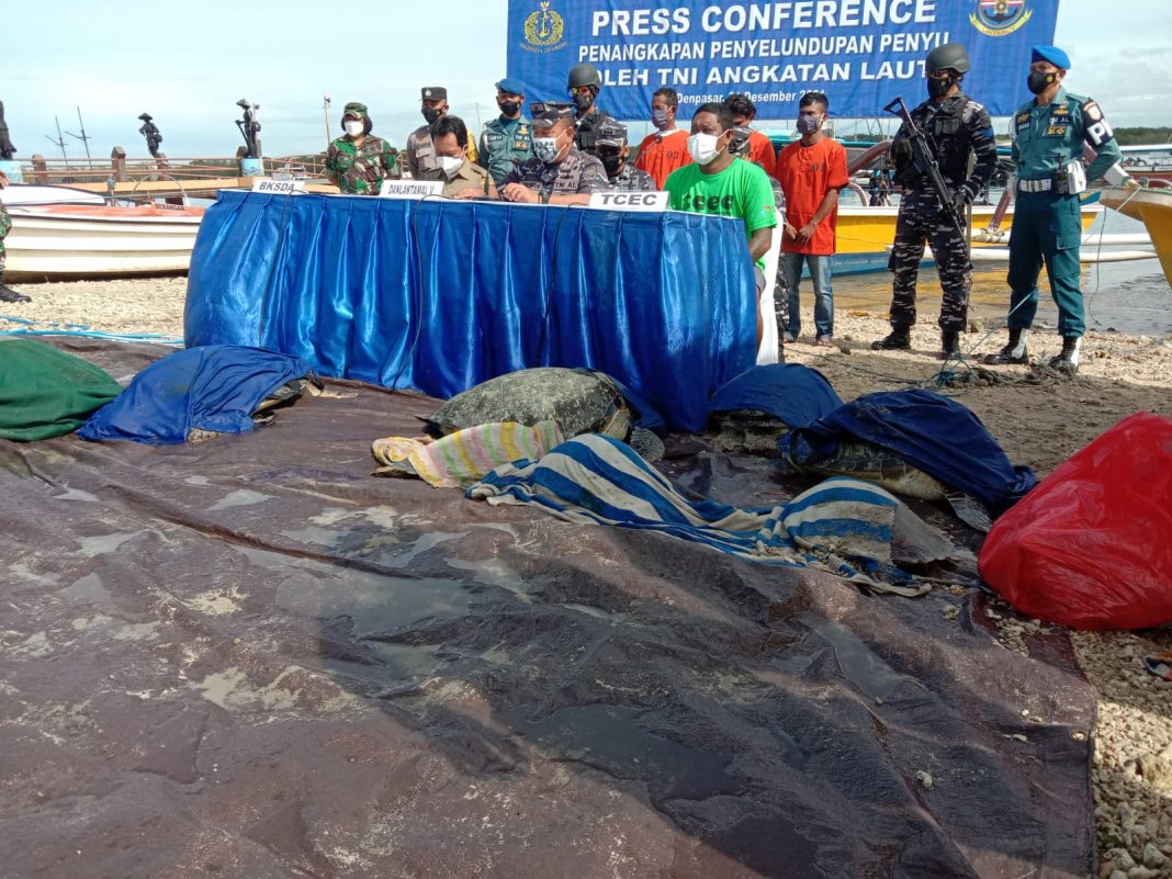 TNI AL Selamatkan 31 Penyu yang Diselundupkan