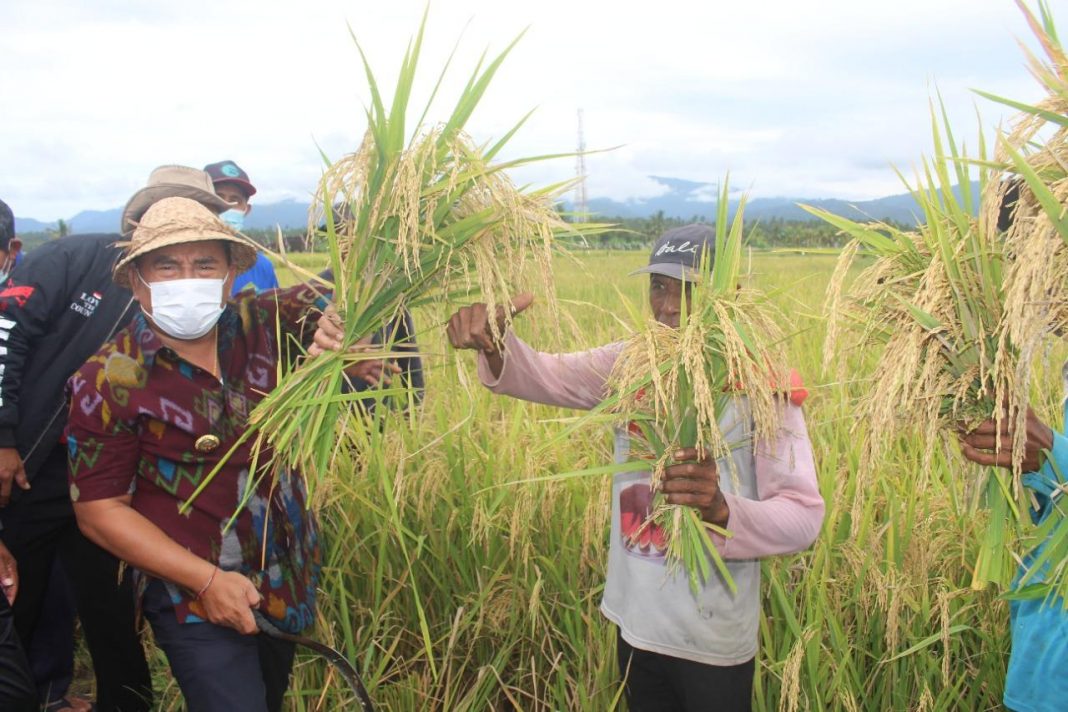 Wujudkan Ekosistem Pertanian Berkelanjutan, Bupati Tamba Panen Padi Organik di Denpot BPP Mendoyo