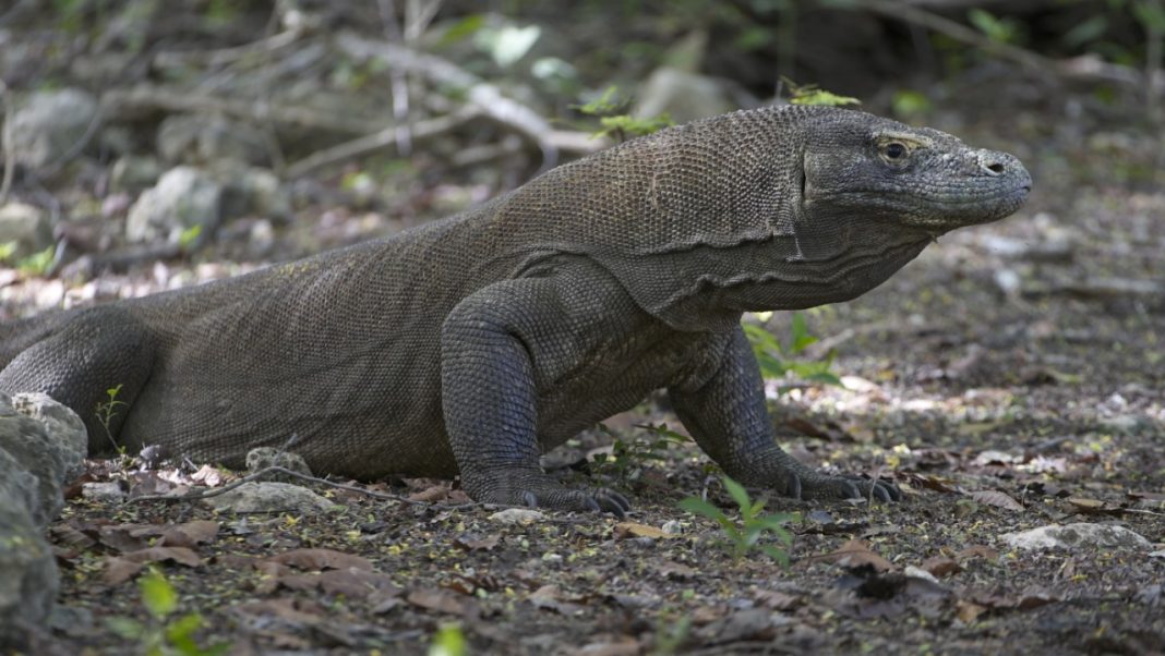 Mengurangi Gangguan Pada Sang Purba