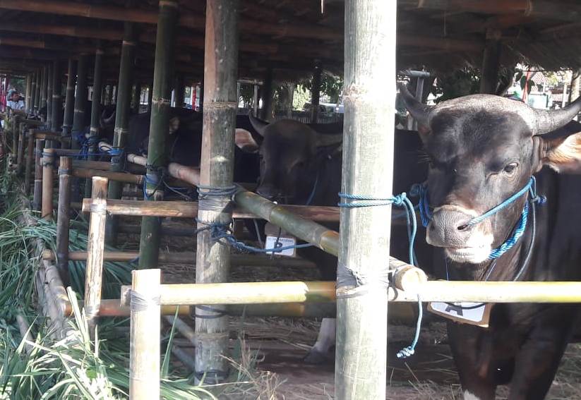 Realisasi APBD Gianyar tidak Tercapai, Bantuan Ternak di Gianyar Dihentikan