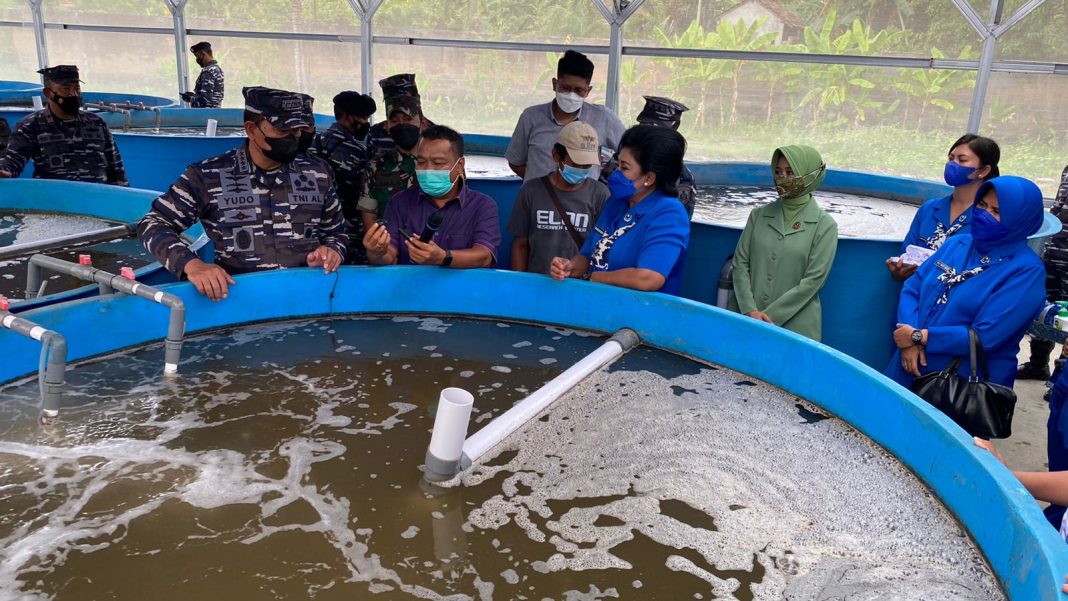 TNI AL Kembangkan Program Budidaya Udang Paname di Lovina