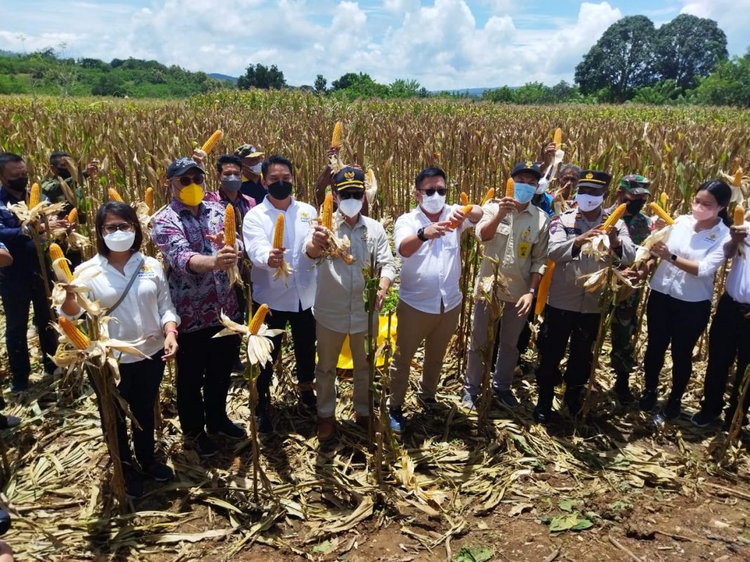 Bersama Pemda Belu, KADIN Panen Jagung Sehat Tanpa Pupuk Kimia Seluas 8 Ha Di Desa Tulakadi