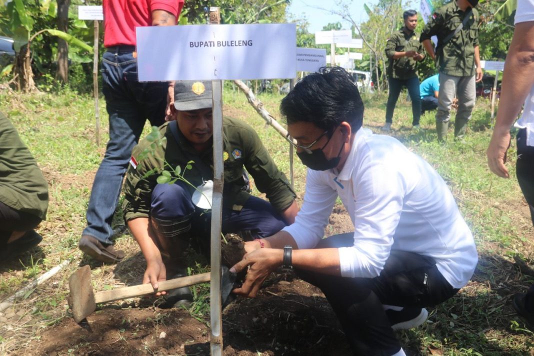 Dipusatkan di Buleleng, ABMI Lakukan Sejuta Penanaman Pohon Kelor