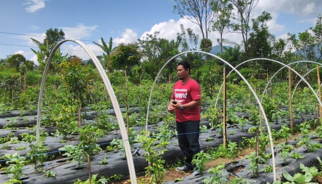 Terapkan Smart Farming, PMK Gobleg Sukses Bertani Hortikultura