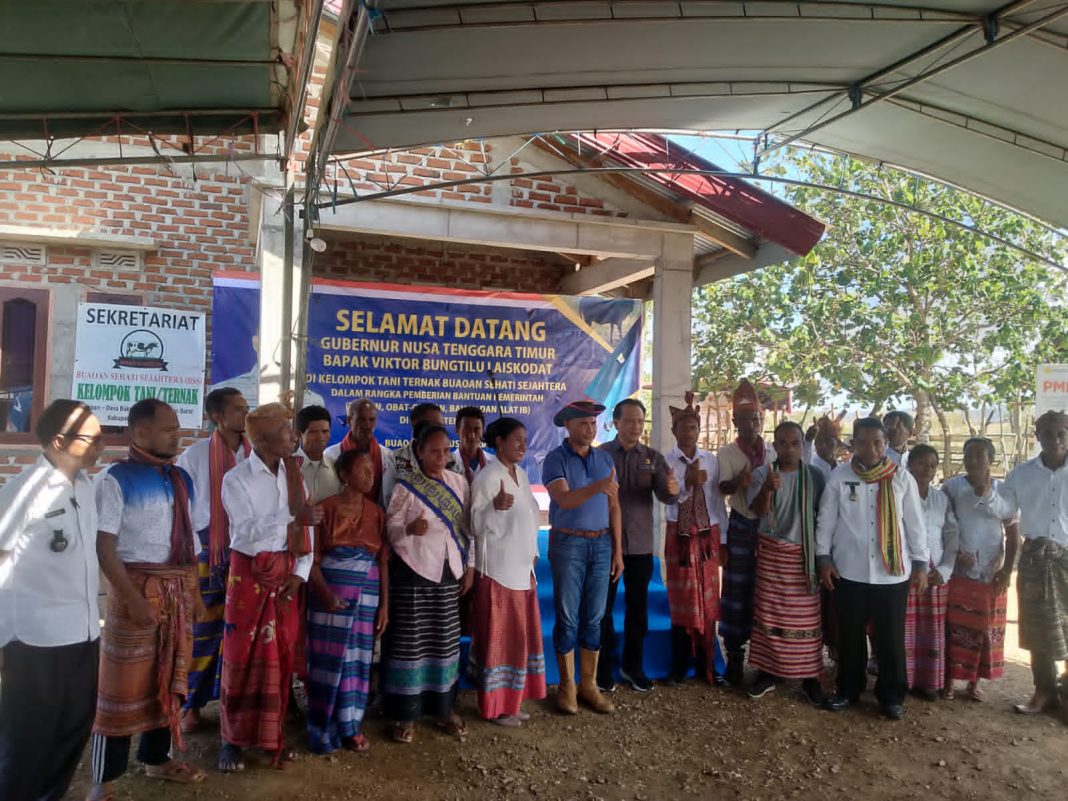 Gubernur NTT Beri Bantuan Bagi Kelompok Tani Ternak Kabupaten Belu