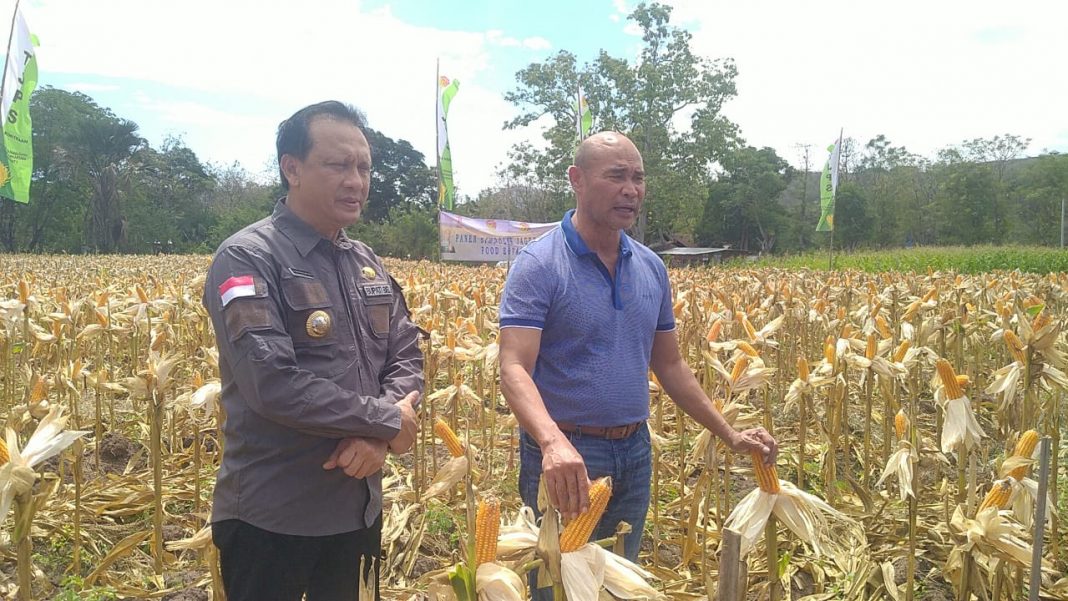 Sempat Dinilai Gagal, Lahan FE Rotiklot Hasilkan Ratusan Ton Jagung. Gubernur NTT : Bupatinya Selalu Berada Di Sini