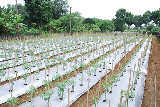 Cegah Inflasi, Distan Buleleng Targetkan 10 Are Kebun Cabai Baru Per Desa