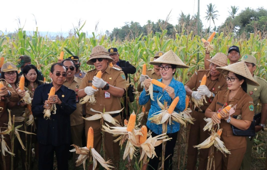 Bupati Tabanan Ngantor di Desa Gadungan : Panen dan Lepas Pengiriman Jagung hingga Berikan Layanan KTP dan Perijinan ke Desa