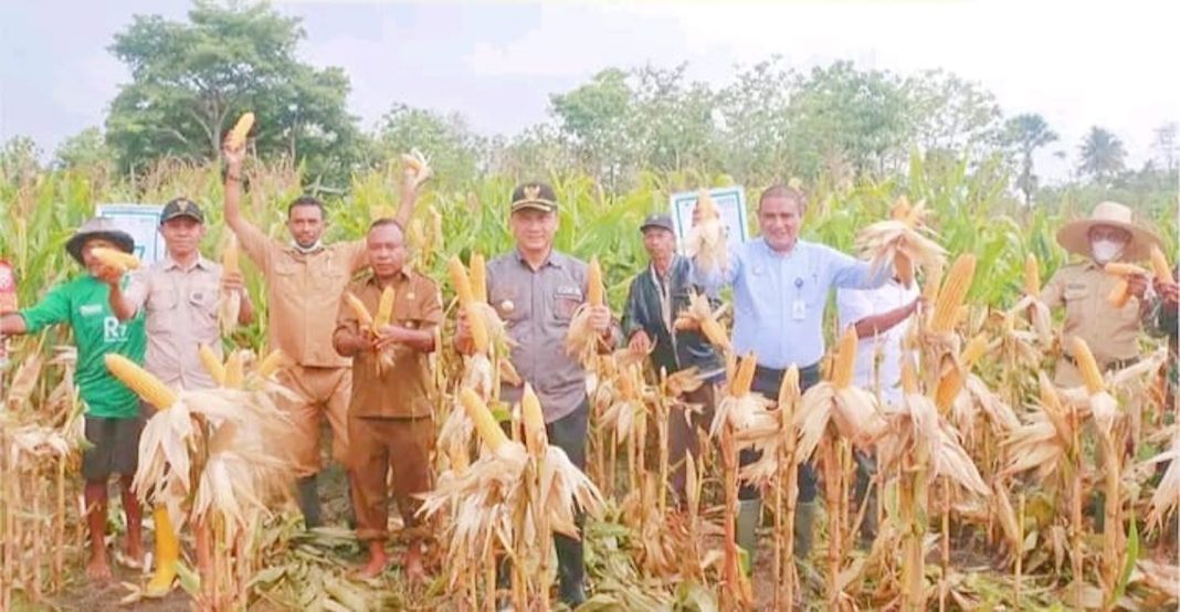 Program TJPS, Bupati dan Wakil Bupati Belu Panen Jagung di Leuntolu