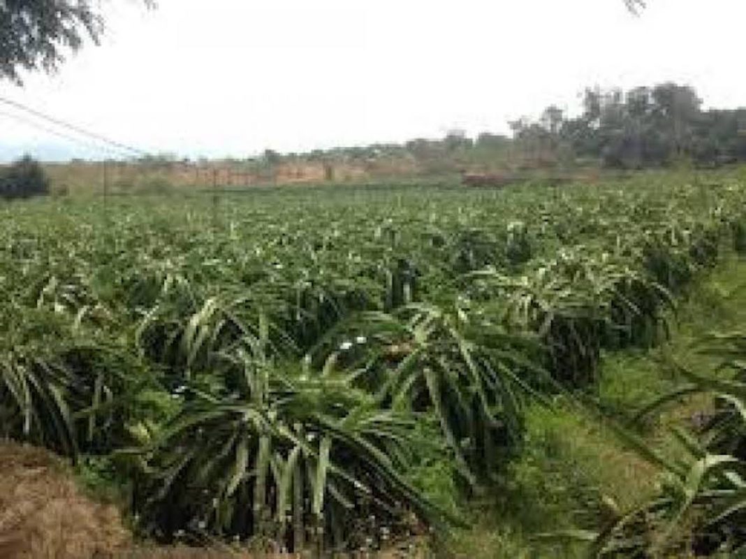 Total Luas 50 Hektar, Desa Bulian Mampu Produksi Puluhan Ribu Ton Buah Naga