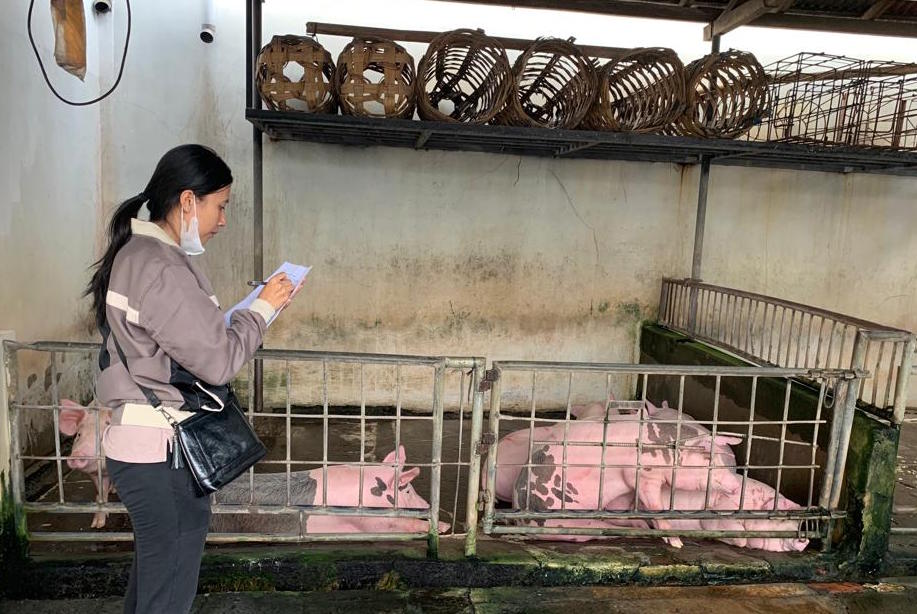 MSS Merebak, Distan Buleleng Gencarkan KIE ke Peternak Babi