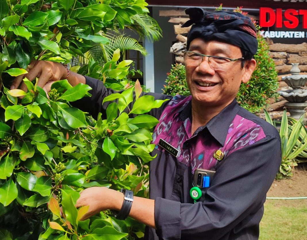 Distan Buleleng Kembangkan Cengkeh Sambung, Solusi Menanam di Lahan Kering